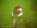 woodchat shrike, woodchat shri-3